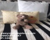 1 Bedroom Bedrooms, ,1 BathroomBathrooms,1 ห้องนอน,ขาย,12485